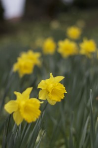 Daffodils