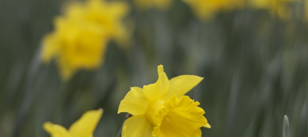 Daffodils