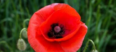 November Remembrance